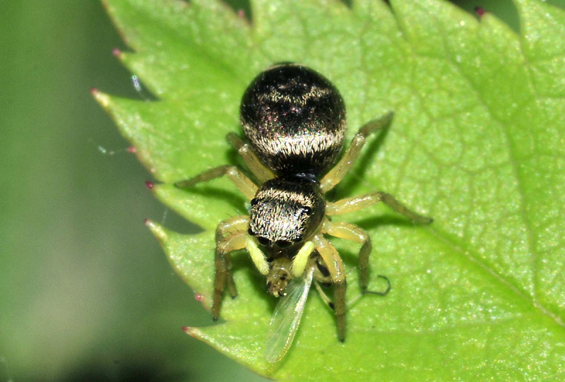 Heliophanus sp. - Sassuolo (MO)